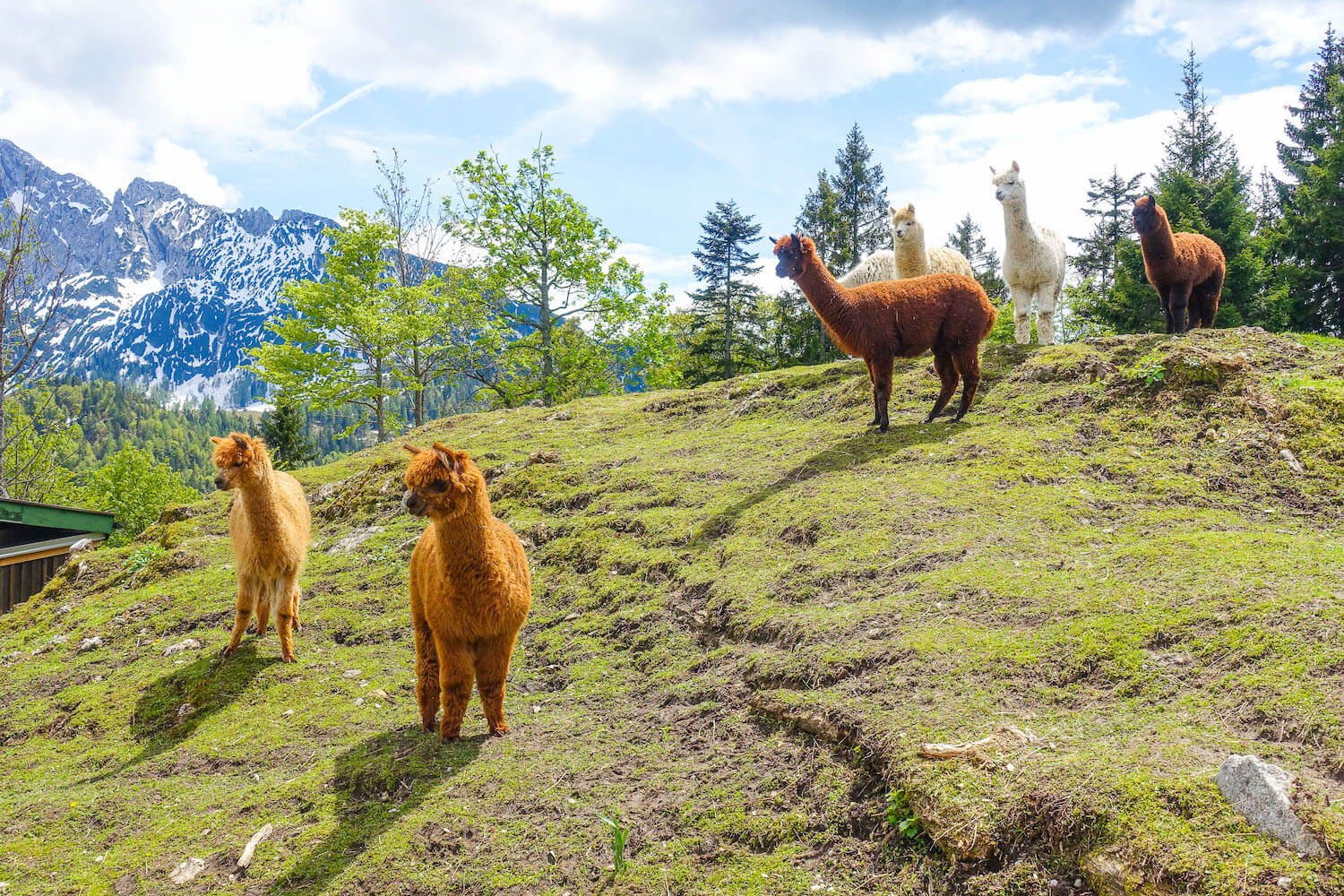 alpaca wandeling in Oostenrijk